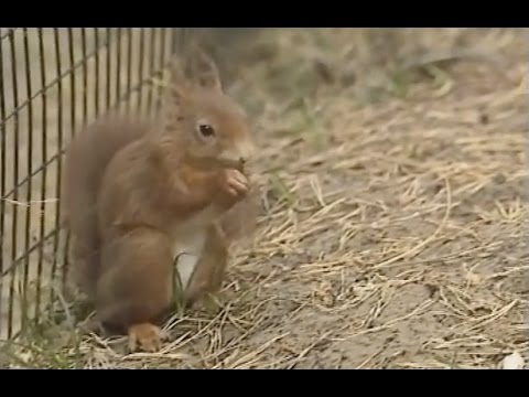 Teletubbies:  Squirrels