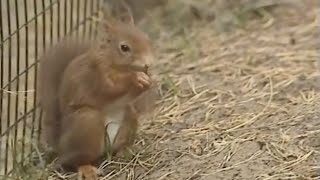 Teletubbies:  Squirrels