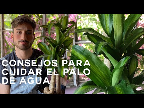 , title : 'Cuidados del Palo de Agua (Dracaena Fragrans)'
