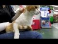 Buttercup 1 Year Old Orange Tabby Male Peninsula Humane Foundation PetCo