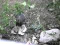 Squirrel Eats Sunflower Seeds