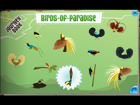 YouTube video about: Where are all the birds of paradise on animal jam?