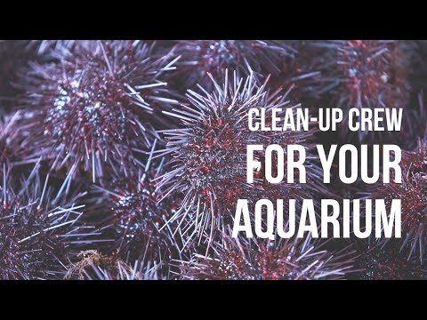 Clean-Up Crew for Your Saltwater Aquarium!
