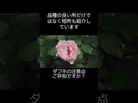 目的や条件に合わせて、屋外用のつる性の花はどれを選べばいいのでしょうか？  庭園
