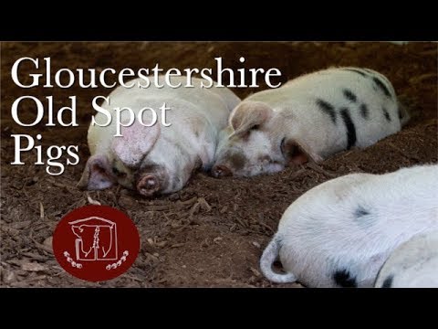 Why We Raise Gloucestershire Old Spot Pigs