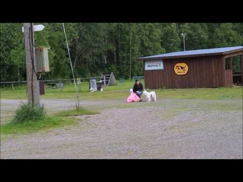 Mental test Karicema Pet Pursuit Ariadne