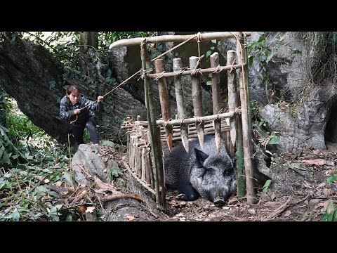 Detect traces of wild boar, immediately set traps to surround and capture them , survival alone