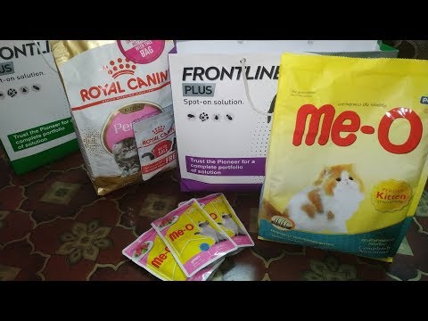 Best Cat/Kitten Food For Persian Cats..Feeding Cat Food For Healthy Growth..
