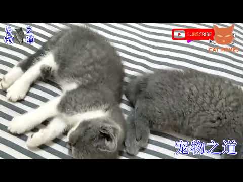 смешные видео про кошек , собак и животных | funny videos about cats 53  #cat #animals #funnycats