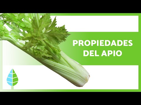 Health Benefits of Celery 🥬 (Properties, Uses and Contraindications)