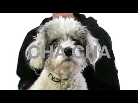 ChaCha, an adopted Poodle & Havanese Mix in Los Angeles, CA_image-1