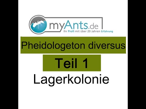 Pheidologeton diversus / Carebara diversa Teil 1 Lagerkolonie