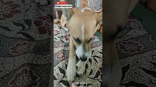 Face Reveal  😨🙏 | #26 | #shorts #minivlog #vlog #dog