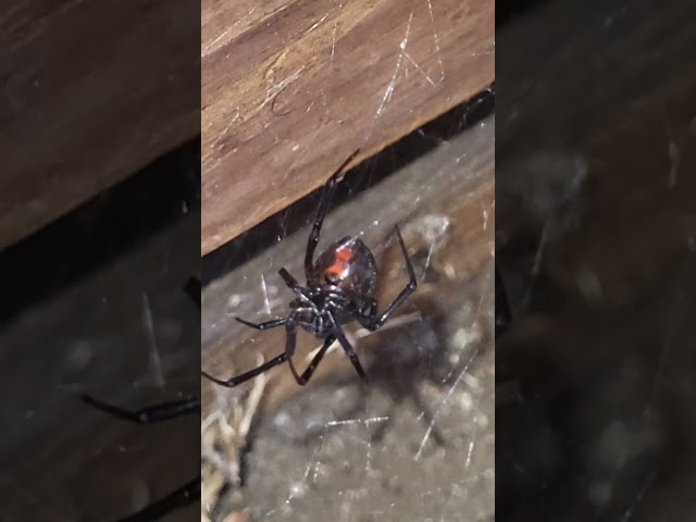Vídeo relacionado con Calavera de araña gótica de Black Widow Camiseta Premium
