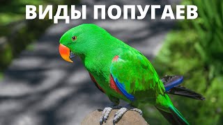 Пройди тест на знание попугаев. 38 попугаев. Наши тесты можно посмотреть на YT-канале Дом 49 Мытищи. Тесты для детей, школьников и взрослых. У нас появился канал в Яндекс.Дзен 