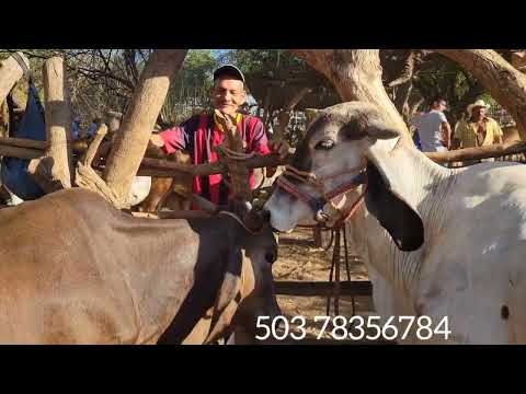 Tiangue El transito sanmiguel 