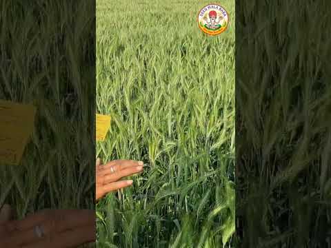 Hybrid pusa vani hi1633 wheat seed, 12%, packaging size: 1kg