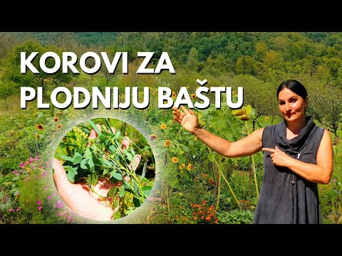 3 WEEDS You Must Never Destroy