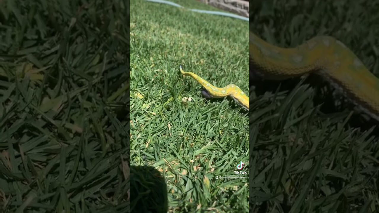 ¿Las serpientes hacen popó 💩