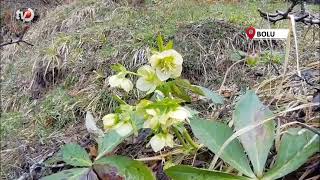 Karlar Eridi, Dereler Coştu Çiçekler Açtı