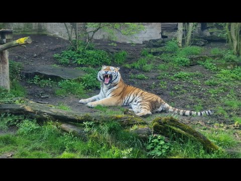 Roar of a Siberian Tiger from Prague Zoo