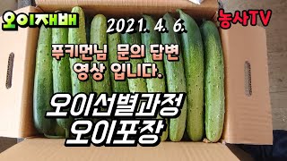 오이재배, 오이선별과정 및 오이포장 작업 영상 [농사TV]