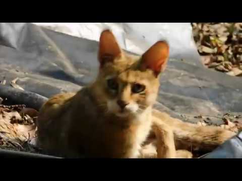 Jungle Cat, MAITRI Charitable Trust, India