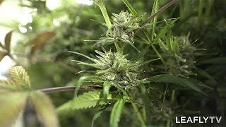Growers Episode 1 - Matrix NV