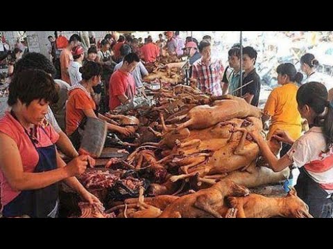 , title : 'köpek pişiren vietnamlılar +18 çocuklarınıza izletmeyin,ALTYAZILI,   Unreported World BELGESELİ'