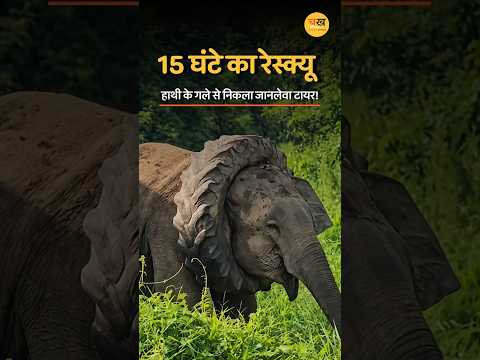 असम में 15 घंटे का रेस्क्यू, टायर में फंसा हाथी हुआ आजाद |
