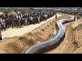 15 Abnormally Large Animals That Really Exist