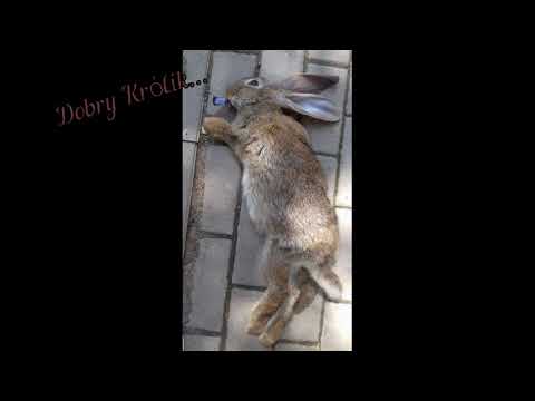 Quroda - 40 Wersów (Królik Diss)