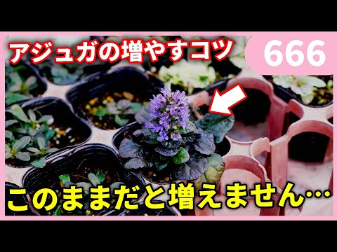 園芸 グレヴィリエ・ジョルジュアナ