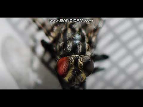 Brown-Y (Clach pakkun)