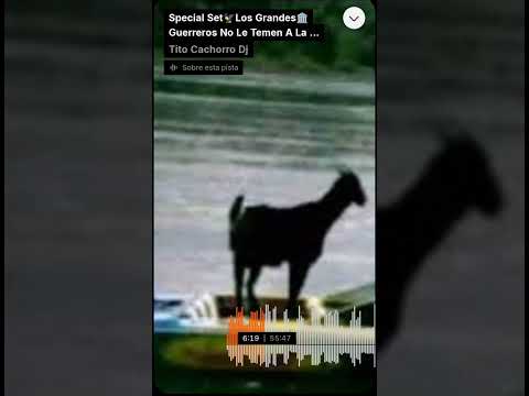 Los Grandes🏛️ Guerreros🙅 De Díos No Le Temen En A La Muerte🥷Darwuin Jose B2B Tito El Cachorro 🤠