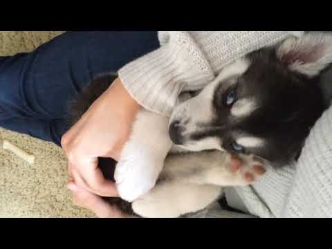 The_CUTEST_H ... R !!!!🐶🐱 Abdul alim Creation.