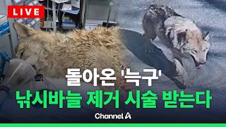 [????라이브를 켜라] [LIVE] 늑구, 무사히 돌아왔다…이 시각 대전 오월드 / 채널A