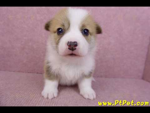 07/09雙色柯基犬公幼犬