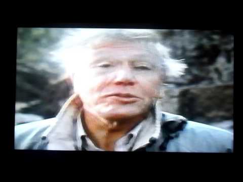 Opening to Nova: Who Shot President Kennedy? WHYY-TV12 Philadelphia (Nov. 19, 1991)