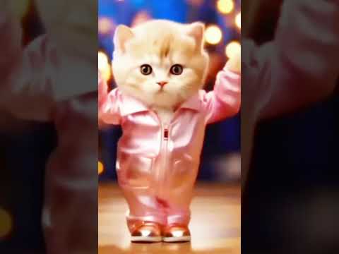 Kamaria Dola Cat Dance #cat #dance #lovely #cute #viralvideo #music