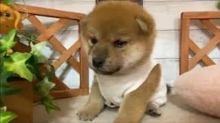 柴犬の動画01