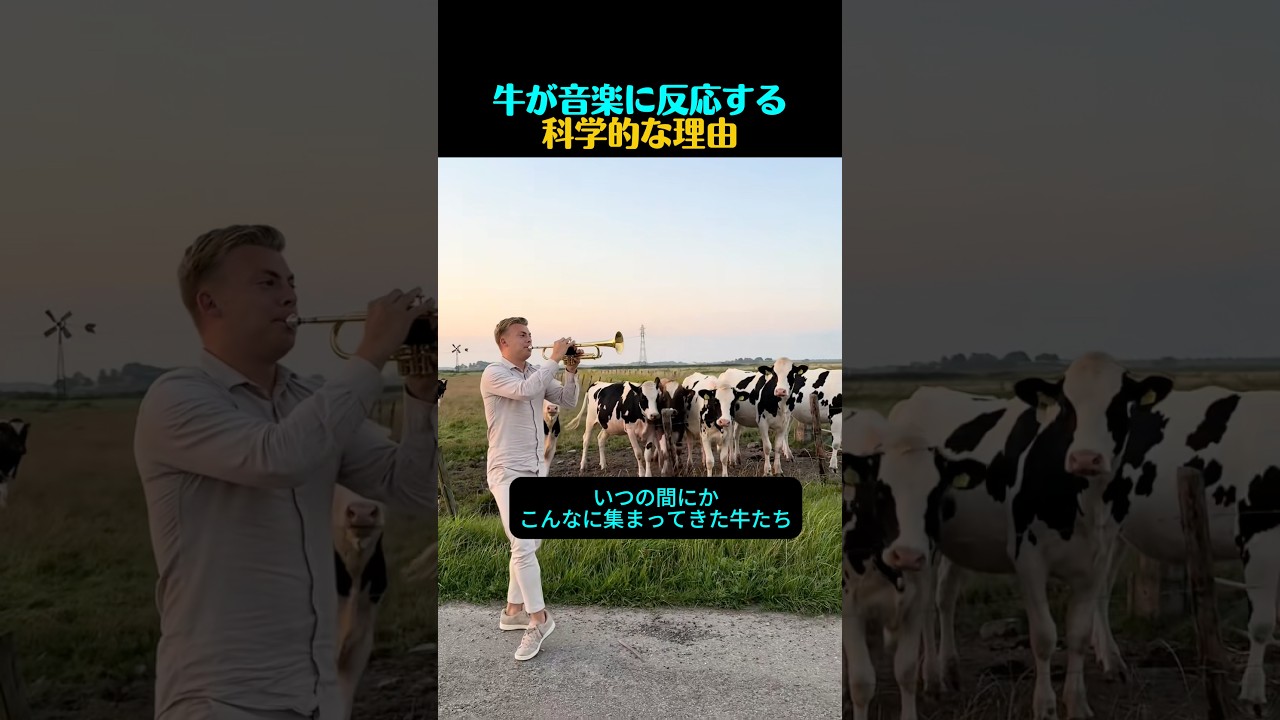 ジャズを流すと、牛が集まるのはなぜ？
