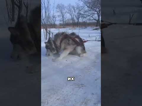 Самый бессовестно богатый человек Дагестана 🤯🤬