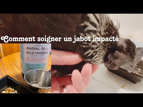 , title : 'Épisode 35: Jabot impacté et prolapsus cloacal chez poule et canard…'