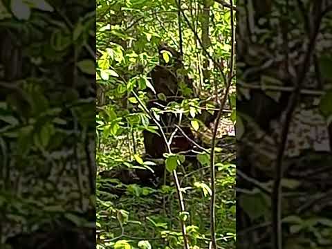 A bear Shaman with a tambourine, ritual of meeting summer.