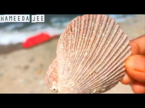 A Day In Sawadi,Oman l Oman Beach Muscat Oman l By Hameeda Jee Desi food vlogs