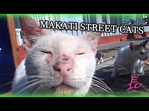 Feeding Street Cats in Makati City Philippines