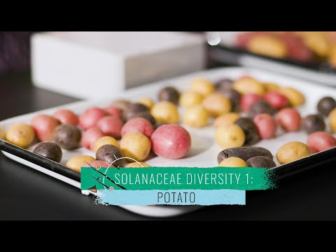 Solanaceae Diversity 1: Potato