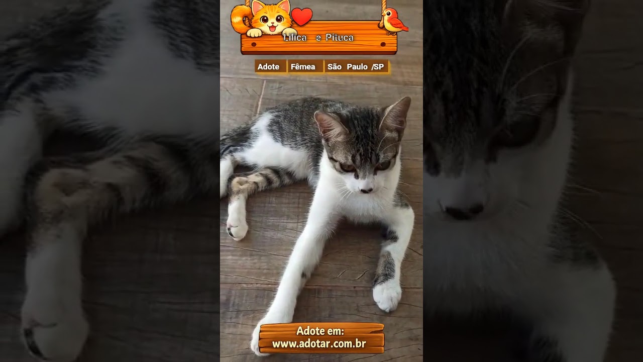 Gato raça SRD-ViraLata idade 2 a 6 meses nome Lilica e Pituca