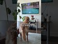 DOGTV is scientifically designed with sounds and visuals that dogs love! 🧡